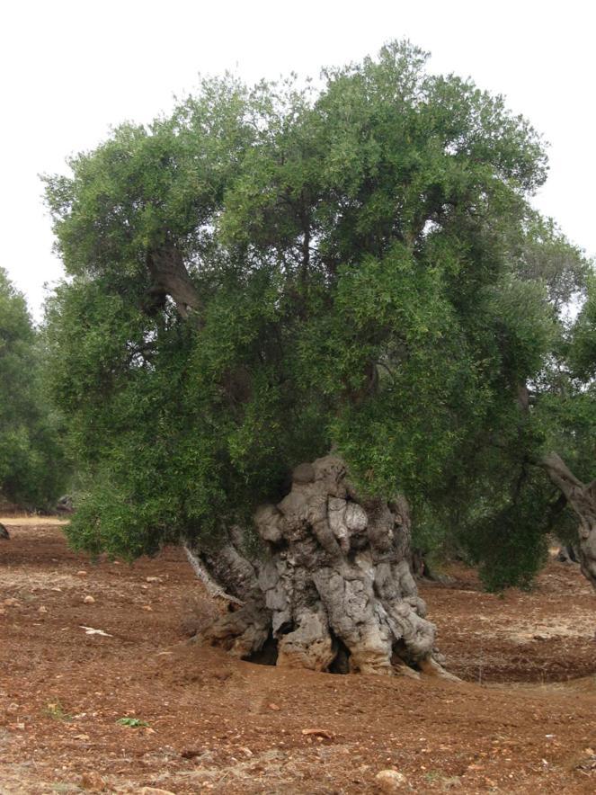 Masseria La Gravina Palagianello Esterno foto